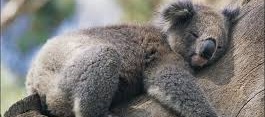 The Little China Company - Sleeping Koala 02